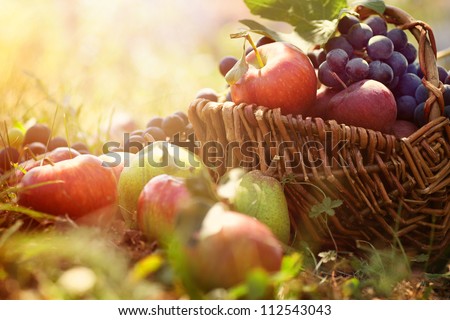 Organic fruit in basket in summer grass. Fresh grapes, pears and apples  in nature
