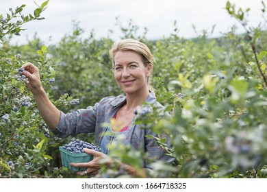 An Organic Fruit Farm. A Woman Picking The Berry Fruits From The Bushes.