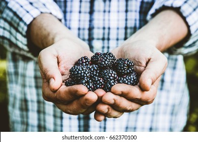 Organic Fruit. Farmers Hands With Freshly Harvested Fruit. Fresh Organic Blackberries.