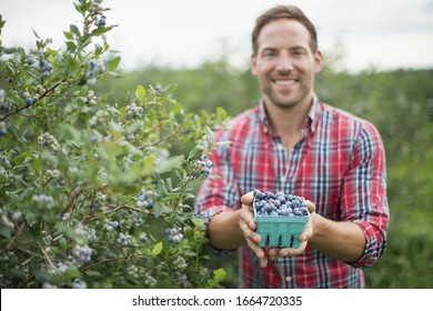 Organic fruit orchard. A man picking blueberries, Cyanococcus, fruit. - Powered by Shutterstock