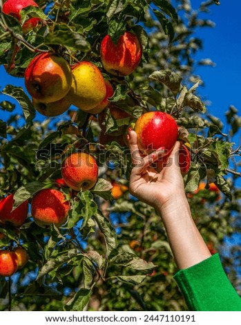 Foto Bild Äpfel von Hand vom Ast pflücken