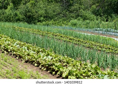 In organic gardens, companion planting is a way to repel undesirable bugs. The rows are tightly planted and harvested gradually during the season, a technique of permaculture.