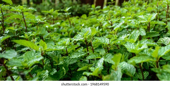 Organic Good Herb Small Field In Viñales Cuba 