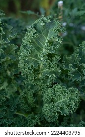 Organic goods. Closeup view of fresh kale leaves growing in the kitchen garden.	 - Shutterstock ID 2224403795
