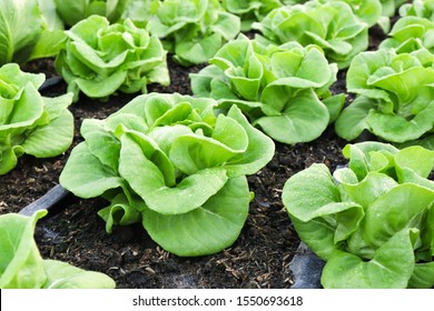 Organic Green Butter head  Lettuces ,Salad Vegetable freshness  Planted on the soil growing in greenhouse (close up soft focus )