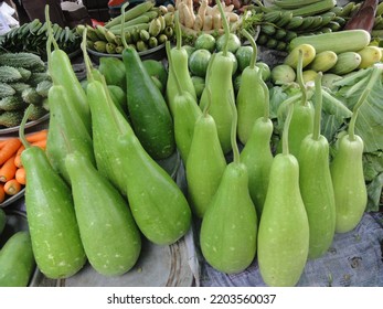 Organic Green Gourd On Field