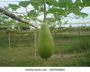 Organic Green Gourd On Field