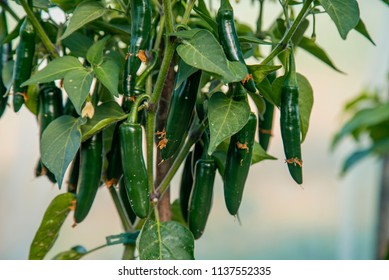 Organic Green Hot Serrano Peppers On Plant