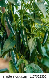 Organic Green Hot Serrano Peppers On Plant