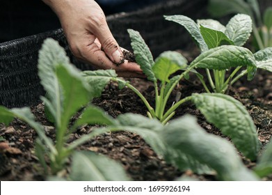 Organic Green Kale Farm In Farmer's Hand