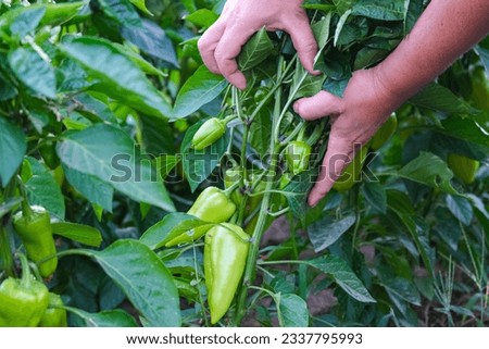 Organic green pepper grown in the garden. A man shows a sweet green pepper on a bush.