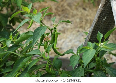 Organic Green pepper in summer garden