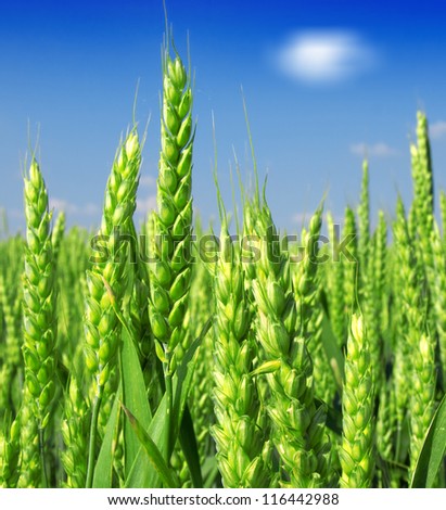 Similar – Image, Stock Photo wheat ears Field Wheat