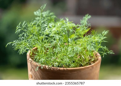 Organic herbs growing at home. Fresh green dill after water spraying, leaves with water drops, growing in clay pot on windowsill, terrace, balcony. Indoor gardening. Grow seedlings in apartment. 