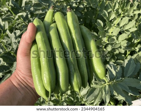 Organic homegrown broad beans in woman's hand, with broad bean plats behind
