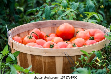  Organic Homegrown Red Tomatoes In A Bushel