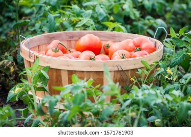  Organic Homegrown Red Tomatoes In A Bushel