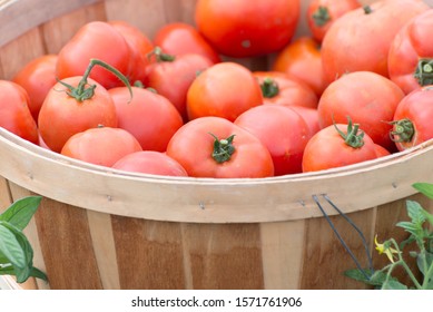  Organic Homegrown Red Tomatoes In A Bushel