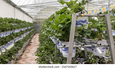 Organic Hydroponic butterhead leaf lettuce vegetables plantation in aquaponics system in Kundasang, Sabah, Malaysia