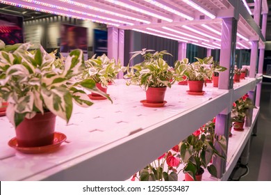 Organic Hydroponic Devils Ivy Grow With LED Light Indoor Farm,Agriculture Technology