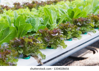 Organic Hydroponic Fram.