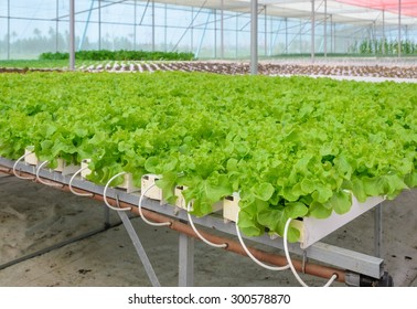 Organic Hydroponic  green leaf lettuce vegetables plantation in aquaponics system