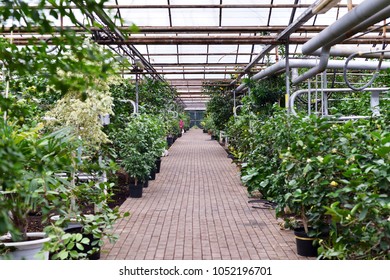 192 Hydroponics lemon Images, Stock Photos & Vectors | Shutterstock