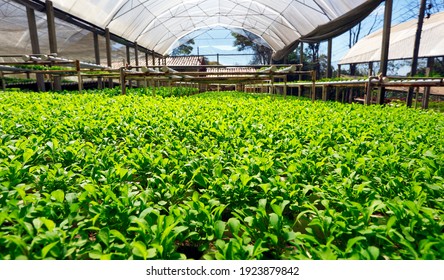 Gemüseanbau mit ökologischem Hydroponismus