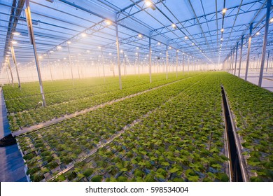 Organic hydroponic vegetable cultivation farm. Modern big greenhouse