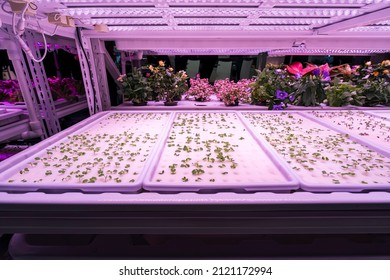 Organic Hydroponic Vegetable And Flower Grow With LED Light Indoor Farm,Agriculture Technology