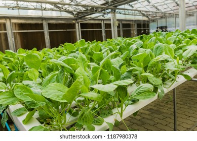 Organic hydroponic vegetable garden. Plants in the greenhouse.