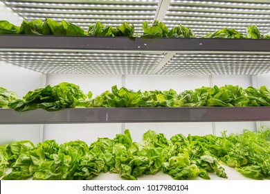Organic hydroponic vegetable grow with LED Light Indoor farm,Agriculture Technology