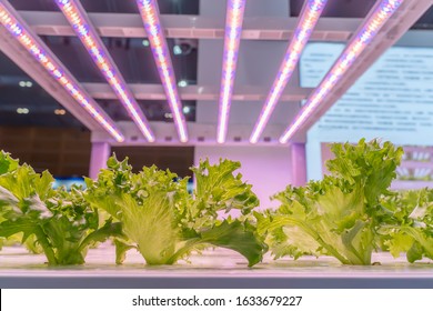 Organic Hydroponic Vegetable Grow With LED Light Indoor Farm,Agriculture Technology