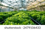 Organic hydroponic vegetable growing in a greenhouse. Selective focus.