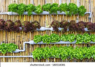 Organic Hydroponic Vegetables Vertical Garden