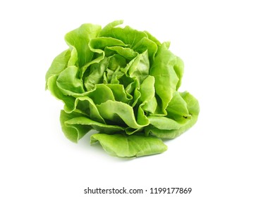 Organic Hydroponics Vegetable for salad Buttter Head Leaf isolated on white background