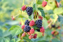Organic Juicy Fresh Blackberries On A Branch And Blurred Green Leaves. Bush With Beautiful Ripening Blackberry Berries. Many Delicious Sweet Black Berry And Unripe Red Berries In The Garden.