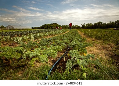 Organic Kale Field