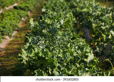 Organic Kale In Field