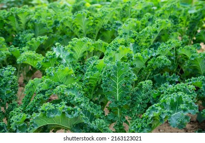 Organic Kale Garden, Chiangmai Thailand