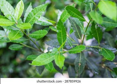 Organic Laurel Tree With Bay Leaves