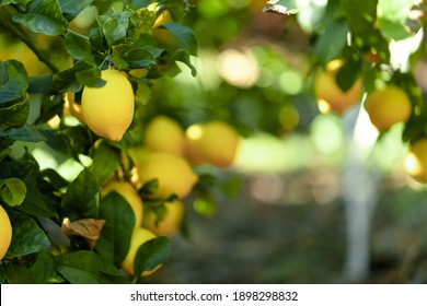 Citronnier Images Photos Et Images Vectorielles De Stock Shutterstock