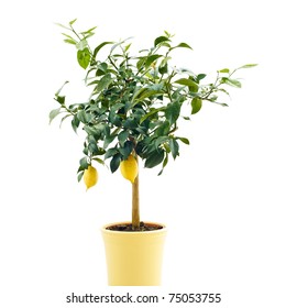 Organic Lemon Tree Isolated On White Background