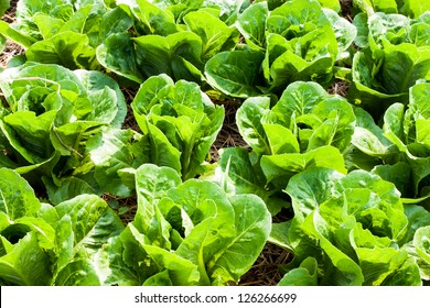 Organic Lettuce Garden