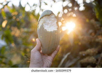 Organic Mango Fruit With Bite Mark By Animal