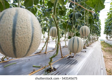 11,602 Melon Greenhouse Images, Stock Photos & Vectors | Shutterstock