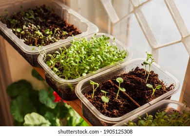 Organic microgreen early seedling grown in trays on the windowsill. Plastic reused food delivery containers for salad spinach arugula seedlings. The spring planting background. Gardening at home