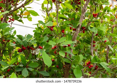 Miracle Fruit High Res Stock Images Shutterstock