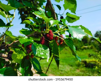 Organic Mulberry Fruit Black Red Ripe Stock Photo 1953679450 | Shutterstock