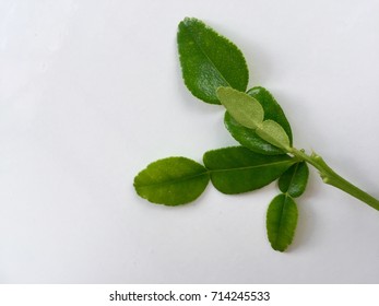 Organic natural green lime leaf on the branch on the white background